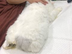 -佳雯宠物医院(金华南路分院)