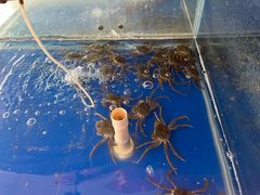 -阳澄湖大闸蟹·琼灵阁牌品牌连锁(吴中总店)