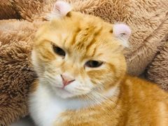 -平行世界·猫咖(首经贸店)