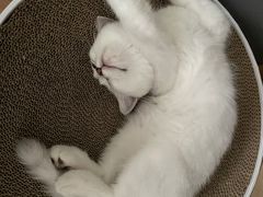 -小猫来了·猫舍(红山六九七九店)