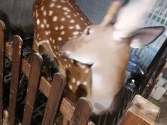 -浣熊柯尔鸭土拨鼠·电玩咖