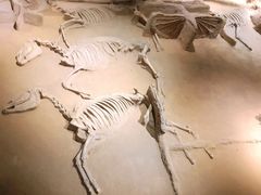 -洛阳周王城天子驾六博物馆