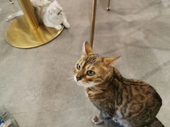 -飞行喵MR PILOT|猫舍·猫咖(静安大融城店)