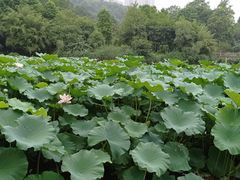-龙头寺公园