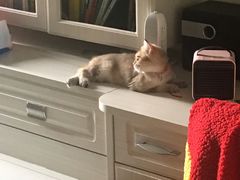 -袖虎·猫馆(体育西路店)