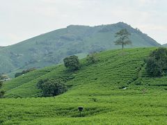 -帐篷客·溪龙茶谷度假酒店