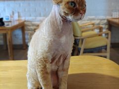 -猫咖时代(中山亭店)
