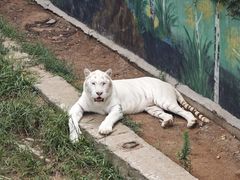 -西霞口神雕山野生动物世界