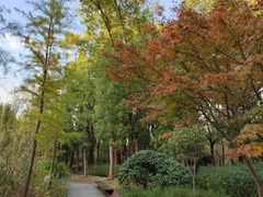 -昆山城市生态森林公园