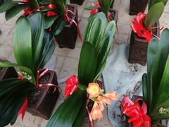 君子兰鲜花-果蔬好生活超市(乐堤港店)