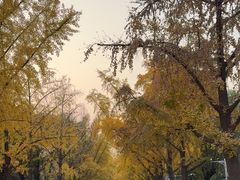 -三里屯东五街银杏大道