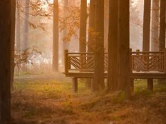 -黄海国家森林公园