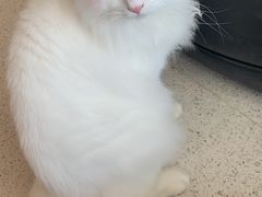 -飞行喵MR PILOT|猫舍·猫咖(静安大融城店)