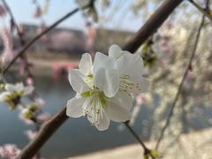 -桃花堤公园