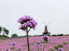 -大塘金香草谷