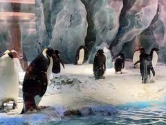 -帝企鹅自助餐厅•儿童岛•真企鹅(长隆企鹅酒店)