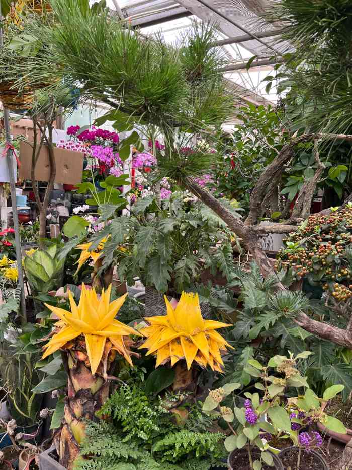 朱雀花卉美居市场-"今天我请客 请你快乐～朱雀花卉市场一直.