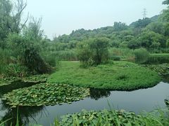 -西湖风景区-江洋畈生态公园