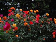 -人民公园(罗湖区)