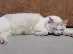 -Heymao猫咖.咖啡厅(东门店)