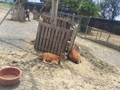 -鹿境梅花鹿生态园区