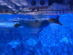 -芜湖新华联大白鲸海洋公园