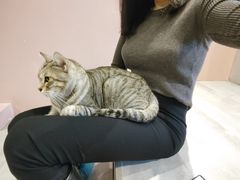 -猫儿山۰猫主题餐厅