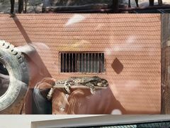 -青藏高原野生动物园