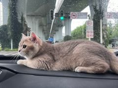 -伟伟宠物医院·瑞派猫友好医院·猫科(光谷店)