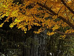 -香山公园