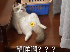 -lincat·猫舍(广州店)