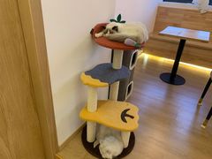 -猫腻·猫咖·撸猫馆(星光大道店)