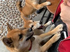 -柴犬高等学院·狗咖·柴犬售卖·宠物训练