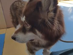 -天使宠物医院·犬猫分诊(彩虹店)