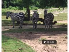 -奥兰多迪士尼动物王国乐园