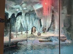 -帝企鹅自助餐厅•儿童岛•真企鹅(长隆企鹅酒店)