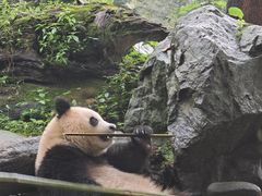 -都江堰中华大熊猫苑