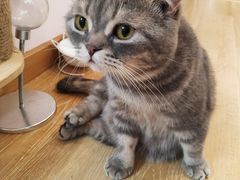 -猫咪派对(江南西店)