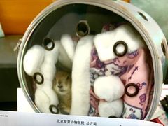 -北京观赏动物医院·24小时大型综合·猫专科·异宠专科