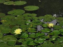 -西湖外事游船(花港观鱼码头)