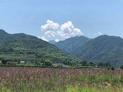 -曲江薰衣草庄园