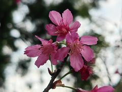 -莲花山公园