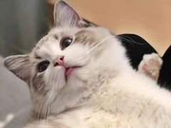 -猫大福·Fortune Cat猫舍(百子湾店)