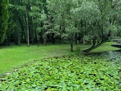 -上海共青森林公园