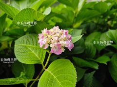 -泰州凤城河风景区-泰山公园