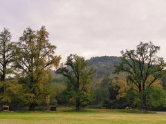 -千年银杏谷文化旅游区
