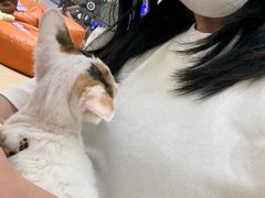-momokira米努特·德文卷毛猫·棉花面纱犬