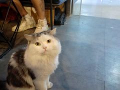 -Mr.Fox狐狸先生超级密室(南山店)