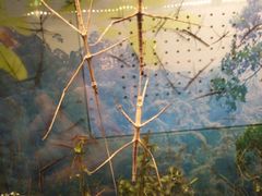 -上海大自然野生昆虫馆(东方明珠·爬宠昆虫探索中心)