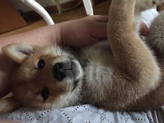 -1013 PET SHOP 宠物商店(近铁城市广场店)